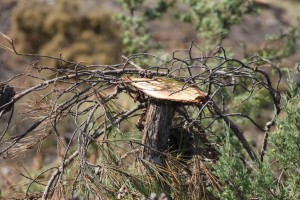 1-bur-bağsaray daki mermer ocağında inceleme (20)