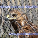 1-bur-lisinianın zorunlu misafirleri (2)