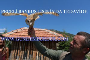 1-bur-peçeli baykuş tedavide (9)