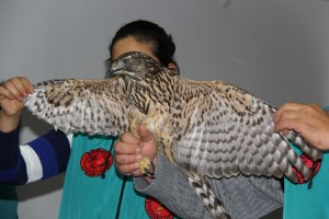 1-bur-öztürk sarıca makü öğrencilerine Lisinia yı anlattı (11)