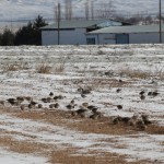 bur-doğa koruma kuşları besledi (1)