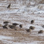 bur-doğa koruma kuşları besledi (5)