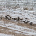 bur-doğa koruma kuşları besledi (7)