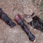 bur-kesilen atların ayakları