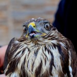 bur-tedavisi tamamlanan şahin doğaya bırakıldı (6)