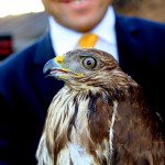 bur-tedavisi tamamlanan şahin doğaya bırakıldı (8)