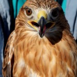 bur-yaralı şahini kurtarma operasyonu (10)