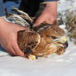 bur-yaralı şahini kurtarma operasyonu (12)