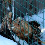 bur-yaralı şahini kurtarma operasyonu (3)