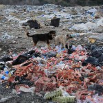 bur-öğrenciler çöplükteki köpekleri besledi (11)