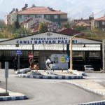 hayvan pazarı
