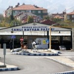 hayvan pazarı