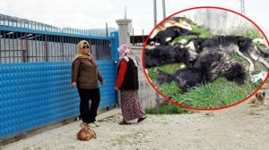 yavru-kopekleri-birbirlerine-baglayip-tufekle-oldurduler-4153419