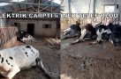 ELEKTRİK ÇARPTI 6 İNEK TELEF OLDU