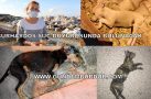 BURHAYDOS KARAMANLIDAKİ KÖPEK ÖLÜMLERİ İÇİN SUÇ DUYURUSUNDA BULUNACAK
