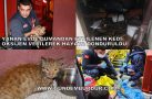 YANAN EVDE DUMANDAN ETKİLENEN KEDİ OKSİJEN VERİLEREK HAYATA DÖNDÜRÜLDÜ