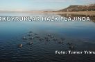 BURDUR GÖLÜ’NDE DİKKUYRUKLAR