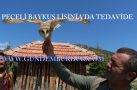 PEÇELİ BAYKUŞ LİSİNİA’DA TEDAVİDE
