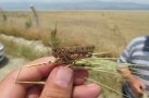 Çekirgeler ekili alanlara zarar verdi