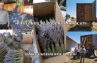 HOLLANDA’YA 43 BİN DEMET LAVANTA İHRAÇ EDİLDİ