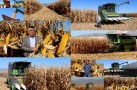 BURDUR’DA İLK DEFA DANELİK MISIR EKİMİ YAPILDI