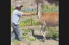KIZIL GEYİK KAVUN YERKEN GÖRÜNTÜLENDİ