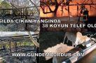 AĞILDA YANGIN ÇIKTI 38 KOYUN TELEF OLDU (TIKLA İZLE)