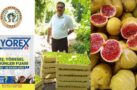 KOCAALİLER BELEDİYESİ YÖREX FUARINDA STANDINI AÇACAK.