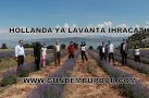 HOLLANDA’YA LAVANTA İHRACATI