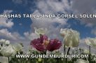 HAŞHAŞ TARLALARINDA GÖRSEL ŞÖLEN