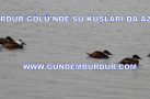 BURDUR GÖLÜ’NDE SU KUŞLARININ SAYISIDA AZALDI (ÖZEL HABER)
