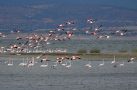 BURDUR GÖLÜ’NDE FLAMİNGOLARDAN GÖRSEL ŞÖLEN