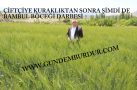 ÇİFTÇİYE KURAKLIKTAN SONRA BAMBUL BÖCEĞİ DARBESİ