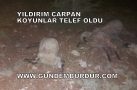 YILDIRIM ÇARPAN KOYUNLAR TELEF OLDU