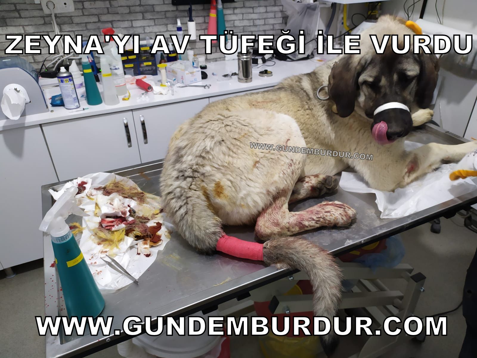 ZEYNA’YI AV TÜFEĞİ İLE VURDU