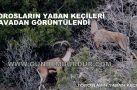 TOROSLARIN YABAN KEÇİLERİ HAVADAN GÖRÜNTÜLENDİ