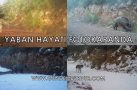 YABAN HAYATI 4 MEVSİM FOTOKAPANDA