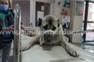 Yaralı köpek tedavi edilip sahiplendirilecek