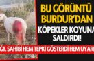 Burdur’da Köpekler Koyuna Saldırarak Yaraladı!